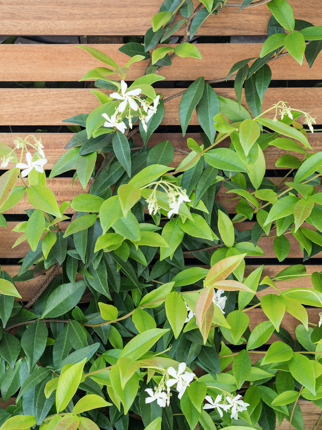 伦敦汉密尔顿台地 68 号丨英国伦敦丨Stepladder Design-20