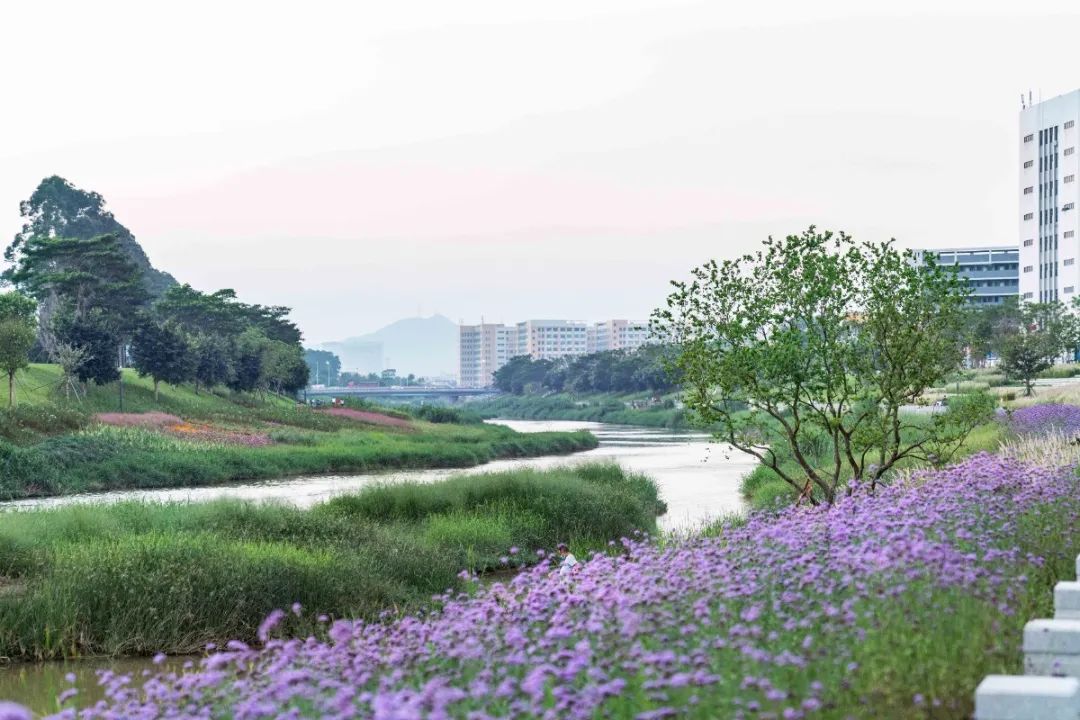 茅洲河碧道·光明段生态修复试点-89