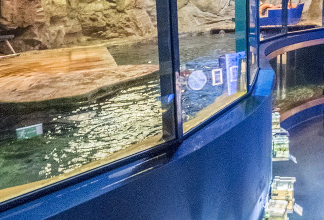 圣彼得堡海洋馆新展览创建项目丨俄罗斯圣彼得堡-24