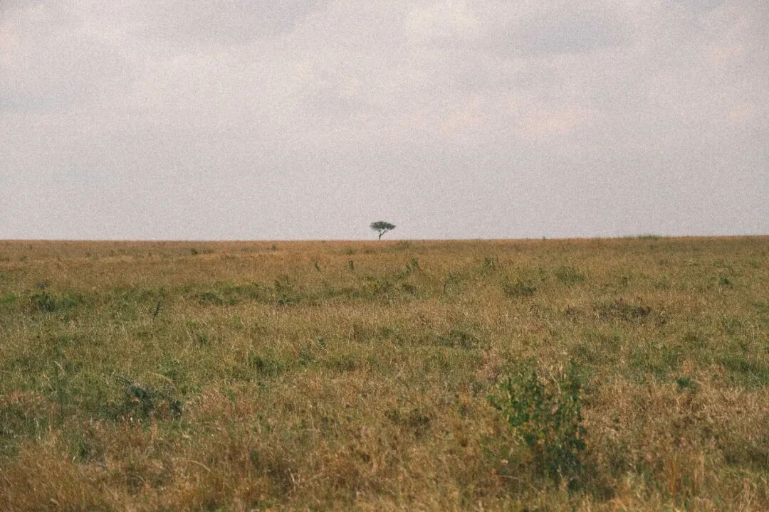 非洲考察1|初抵塞伦盖蒂-74