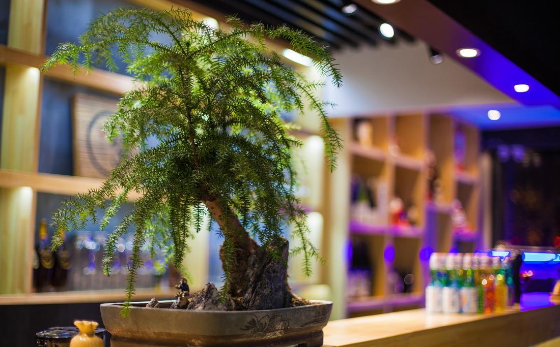 蝉万日料店 | 传统与现代的完美融合-24