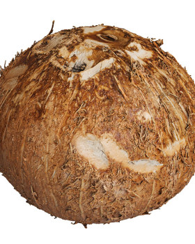 Coconut Fruit 03（3D椰子水果模型项目）