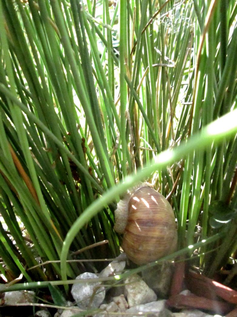 Kaću雨水花园项目丨诺维萨德丨Amela Greksa（景观建筑学硕士工程师）-26