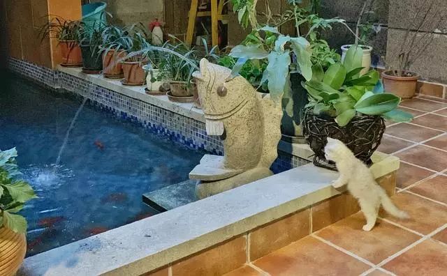 45天改造70㎡自家院子,他仅花4.2万元,改后的花园也太美了吧-24