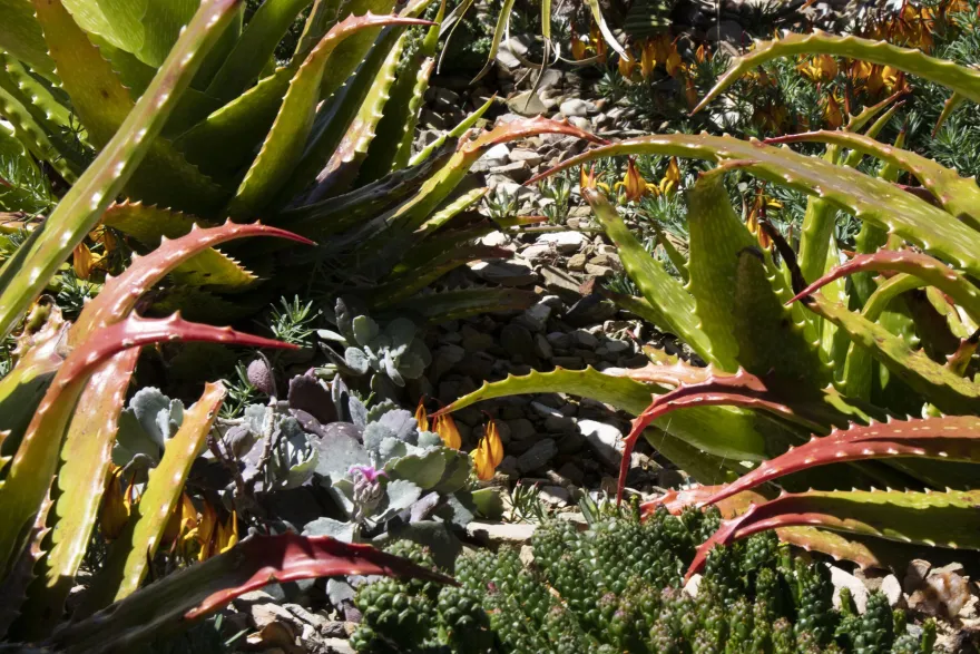 芒通站(LXRA)丨Cox Architecture-21