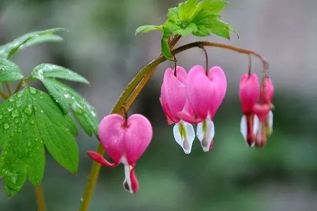 荷包牡丹 | 独特外形与丰富花语的观赏植物-42