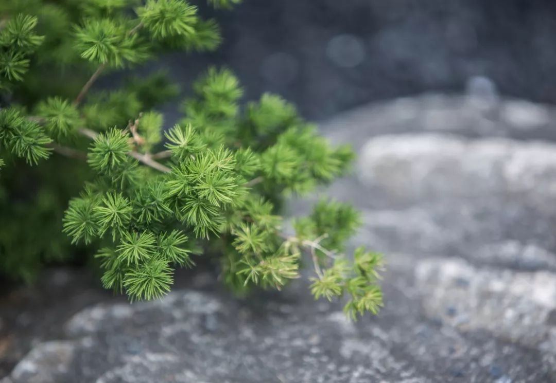 领地仁寿天御示范区 | 山水画卷中的诗意栖居-149