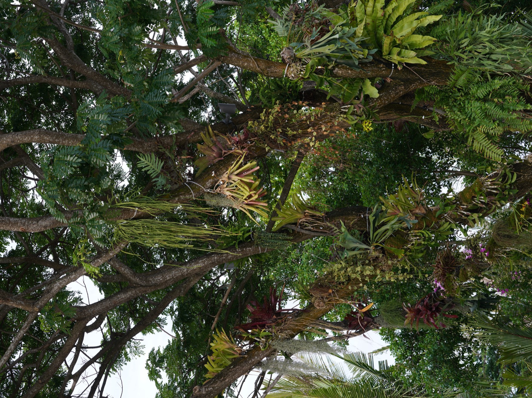 三亚海棠河生态公园阔叶浅溪段的花境生态营造丨中国三亚丨LOLA景观建筑设计事务所-143