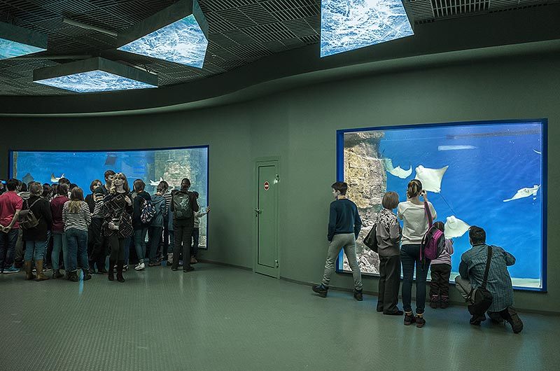 莫斯科海洋馆155立方米鳐鱼海洋水族缸-14