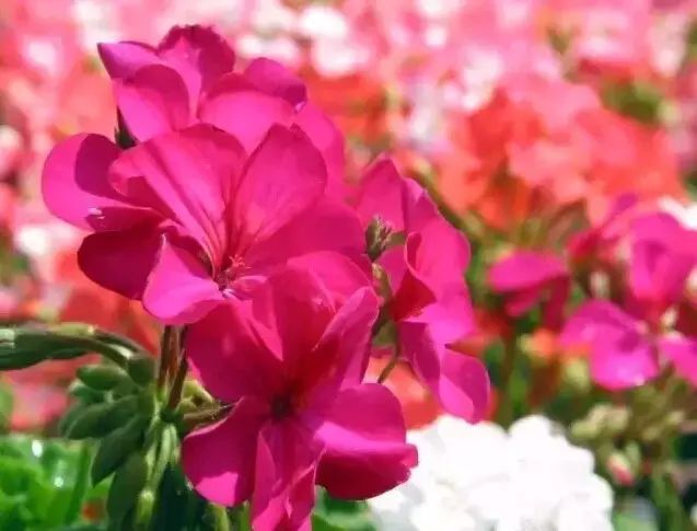 花境设计常用 60 种植物,让花园变得绚丽多彩-167