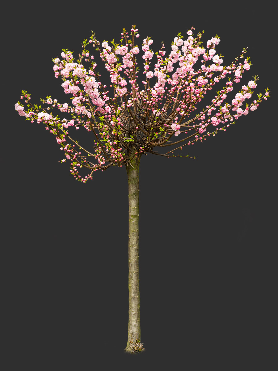 树木和灌木丛抠图-17