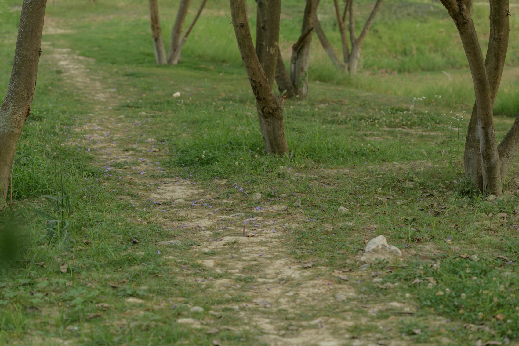 成都趣野公园（屋头公园）丨中国成都丨大小景观-188