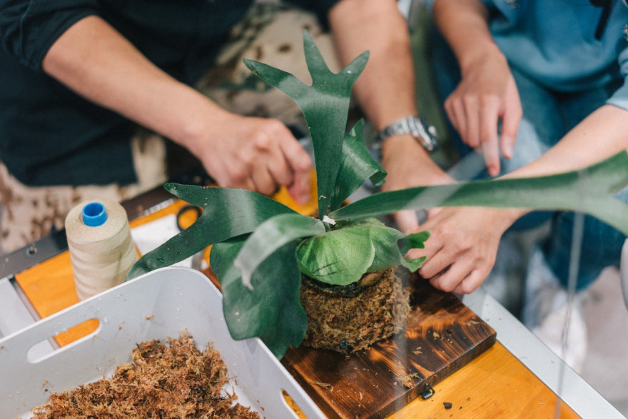 CornerGreen植角|植栽教學・森學【鹿角蕨居家佈置及上板課程】體驗工作坊-10