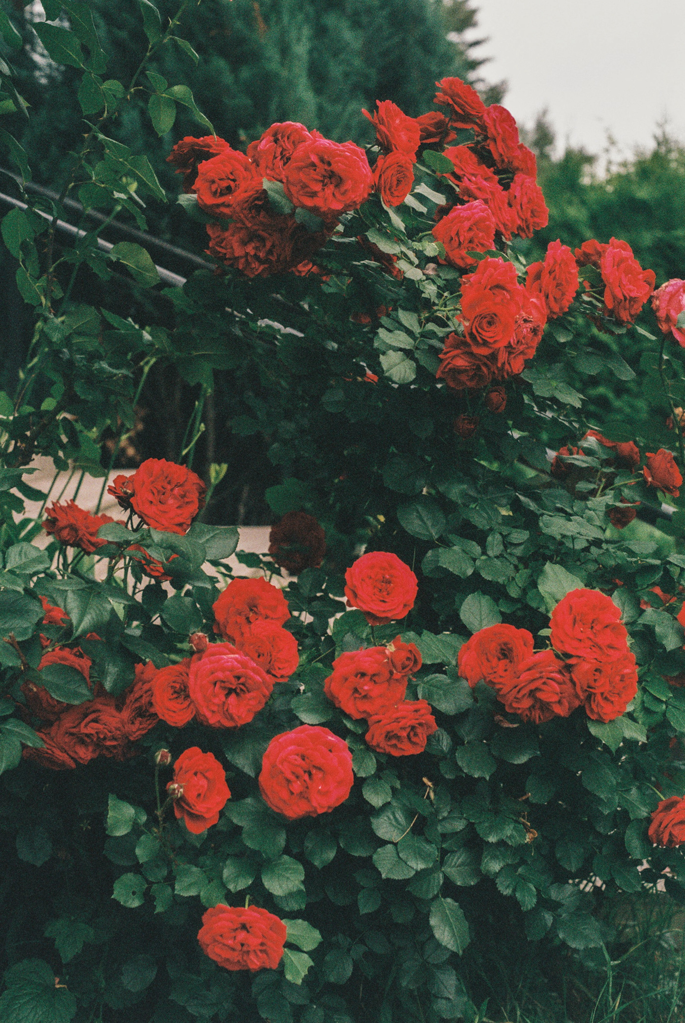 glimpses of Spring // 35mm film-0