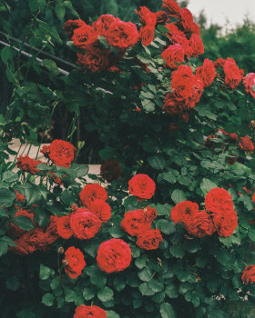 glimpses of Spring // 35mm film
