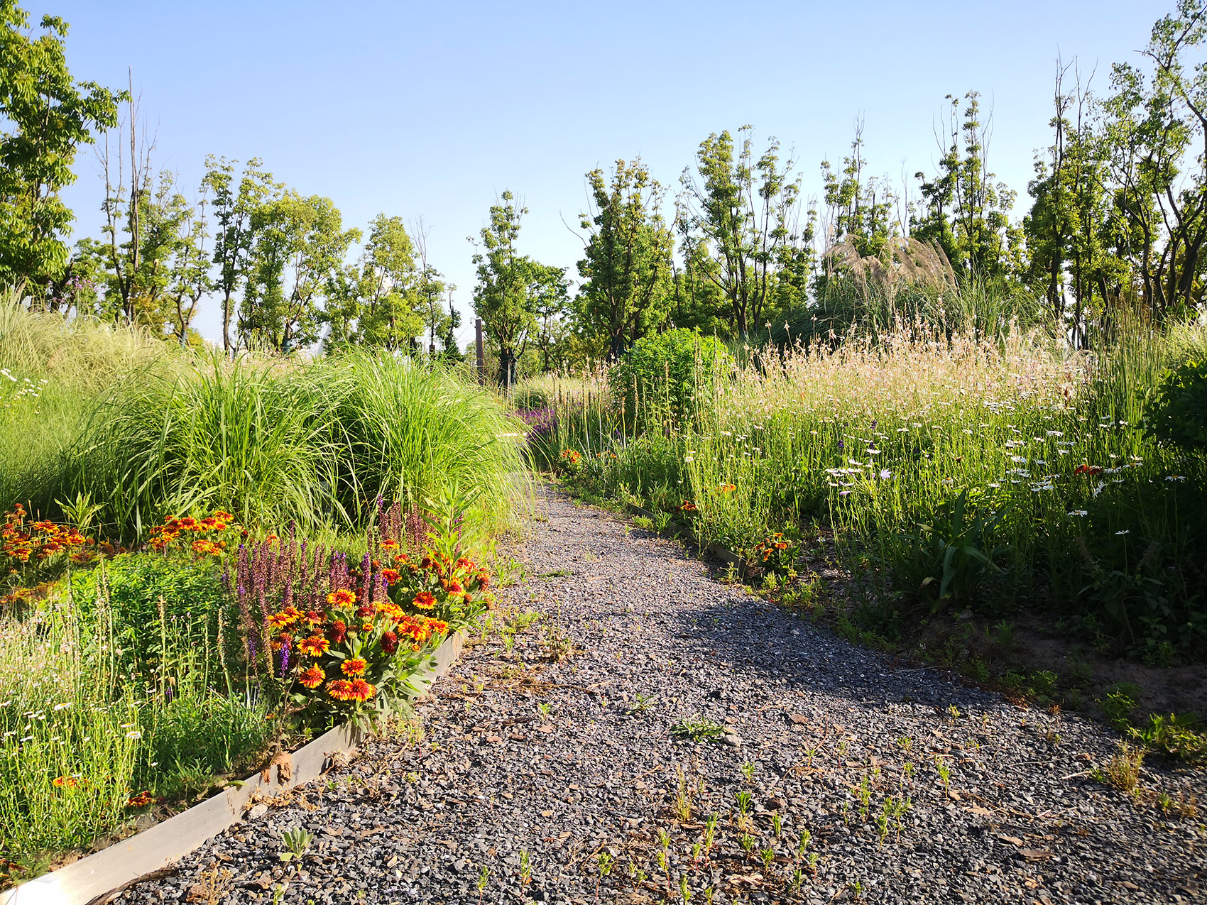 新加坡·南京生态科技岛-109