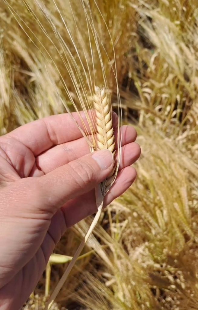 Argelanda农业生态项目-31