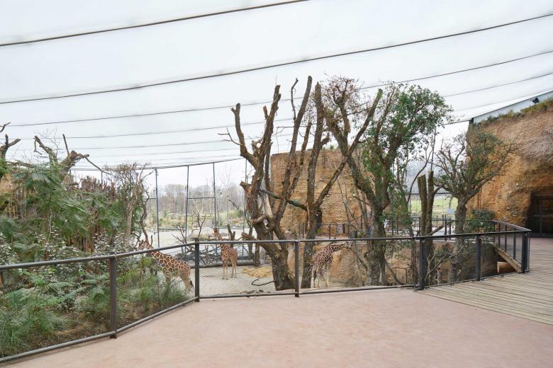 L3P Architekten ETH FH SIA AG丨Giraffenhaus Lewa Savanne im Zoo Zürich丨瑞士-10