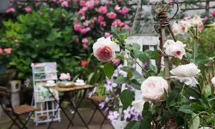 她花了4年,用月季,铁线莲,绣球把农村破败的小院打造成了花海,惊艳了时光-38