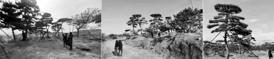 松林浪屿,海岸逐光丨青岛 · 云上观海-104