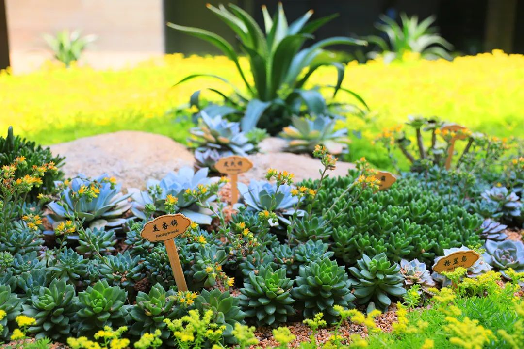 阿丽拉珠海东澳岛酒店丨中国珠海丨HSD水平线设计-314