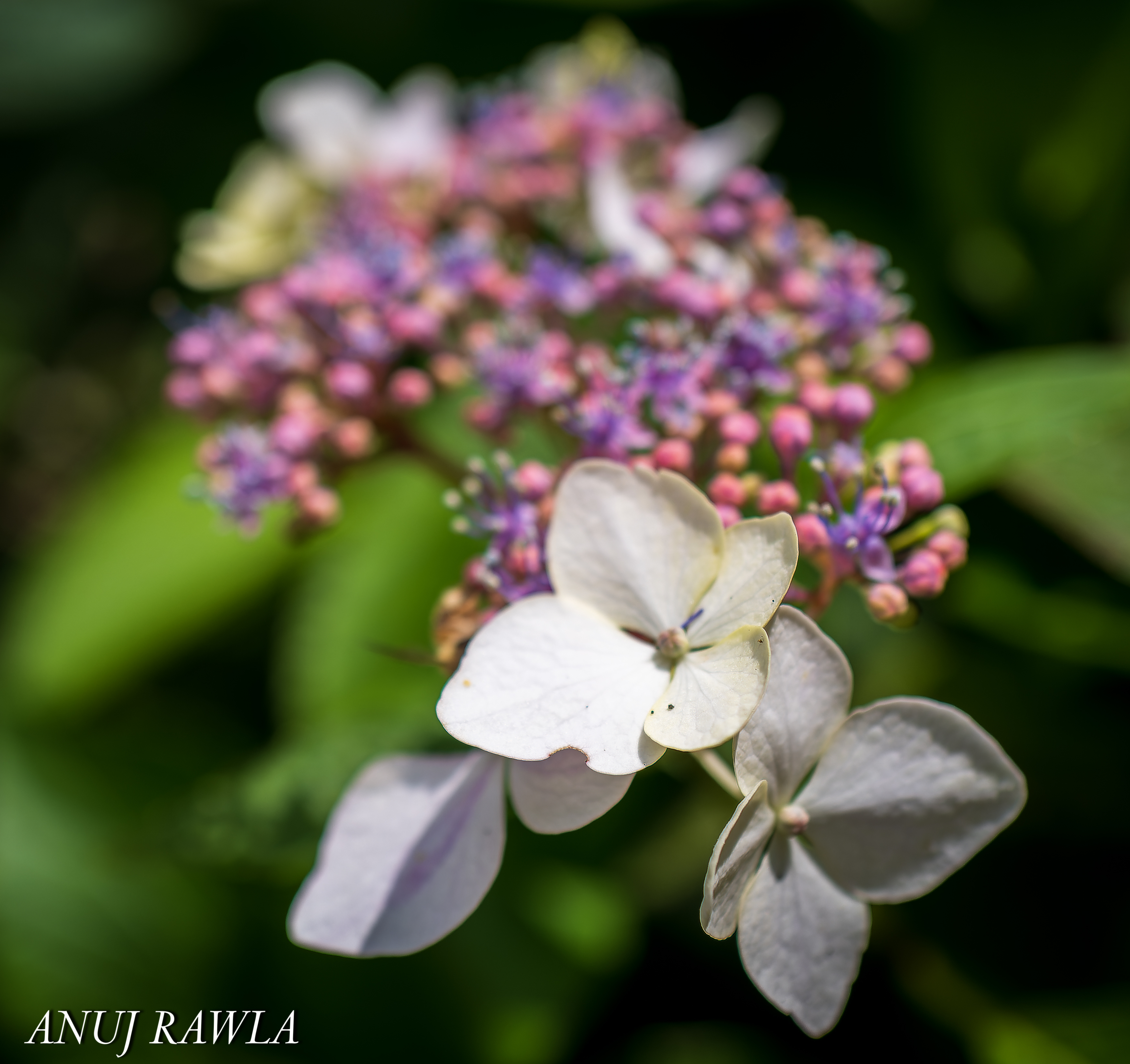 Wildflower Hall - August 2021-51