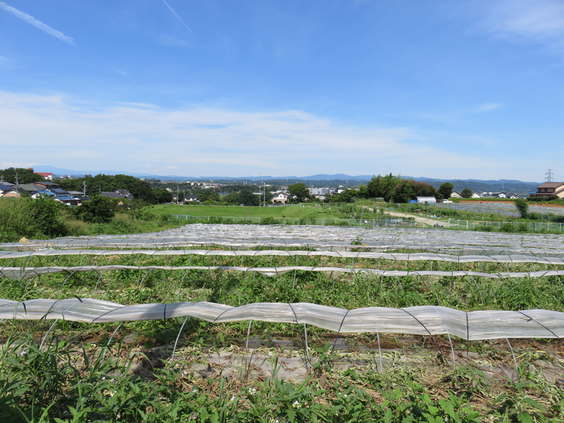 上原の家 Katsutoshi Sasaki Associates-1