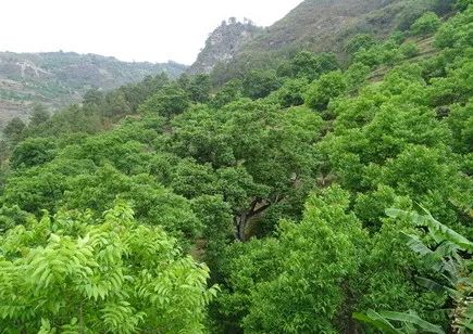 太行红河谷文化旅游经济带山林景观建设丨中国红河丨城乡与风景园林规划设计研究院-28