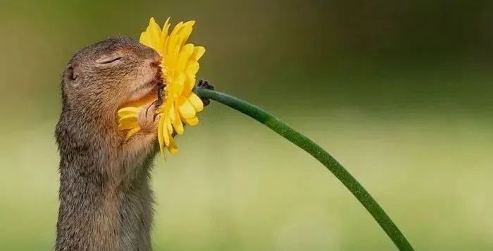 卓创学社丨19期：从铁笼到家园——当设计开始为动物“让渡”权力-55