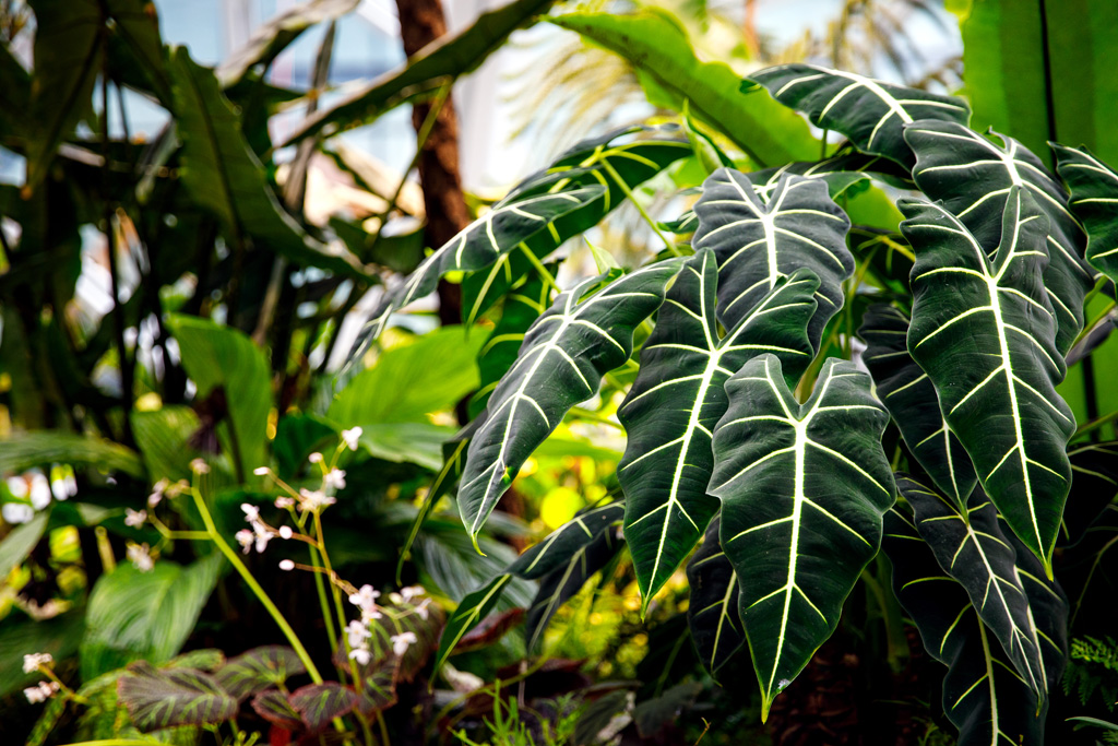 The Spheres（亚马逊西雅图总部球体建筑）丨美国西雅图-47