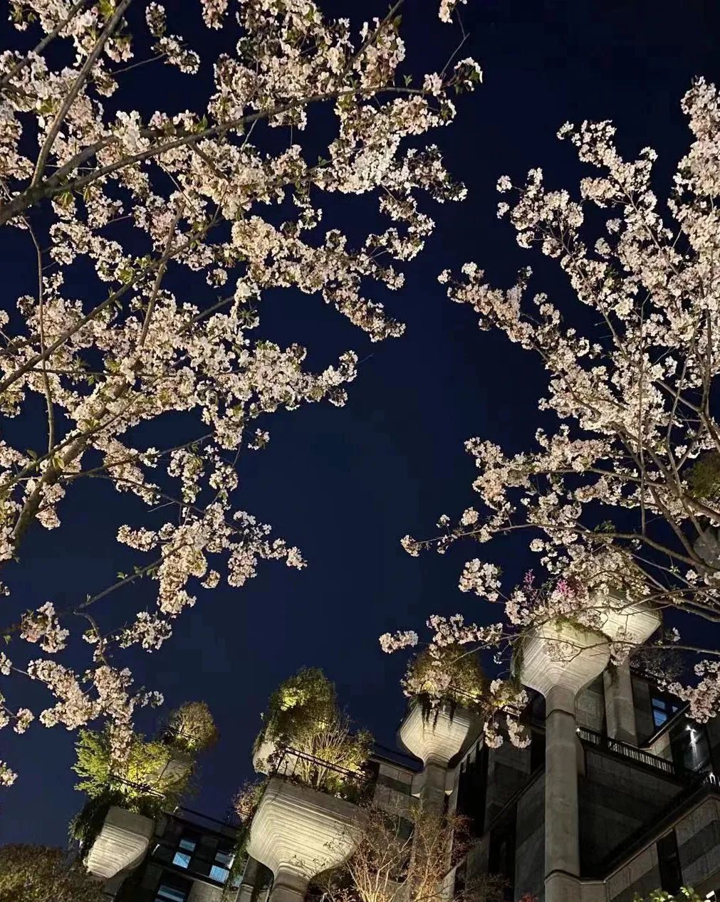 魔都五大赏樱胜地丨中国上海-24