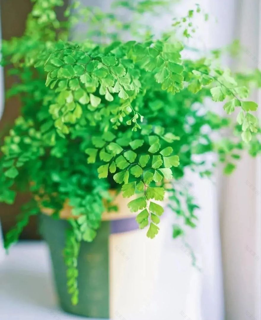 绿植搭配室内设计,打造自然家居之美-67