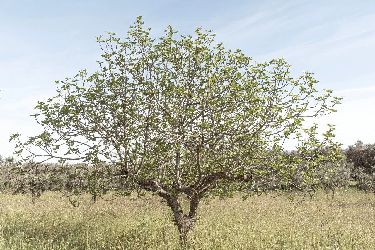 Casanguilla 设计丨意大利丨Quarzo Studio-45