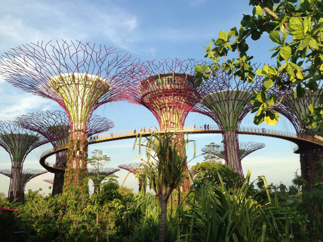 品鉴︱新加坡滨海湾花园超级树：自然与科技的共生奇观-20