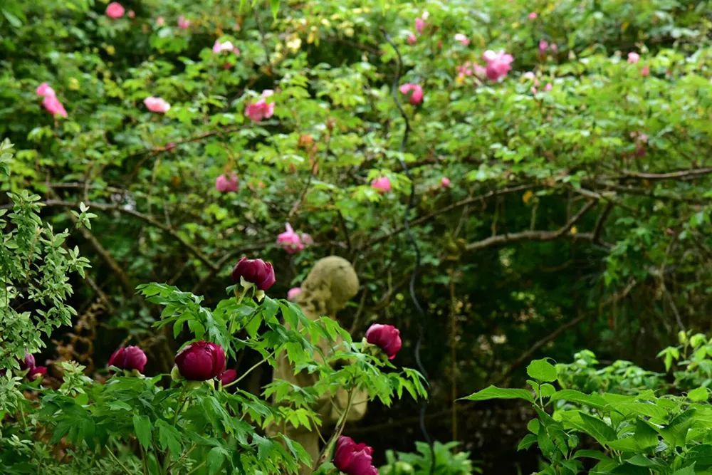 25年前的自制老花园，原来还可以这么美-7