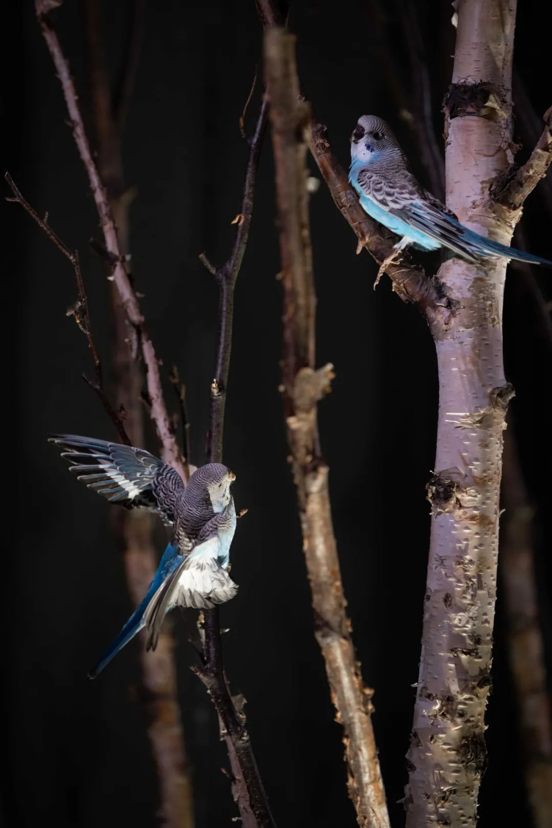 自然主义的优雅转身 | 台州岭上会康平路店设计赏析-105