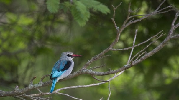 Rwanda Institute for Conservation Agriculture | MASS Design Group-88