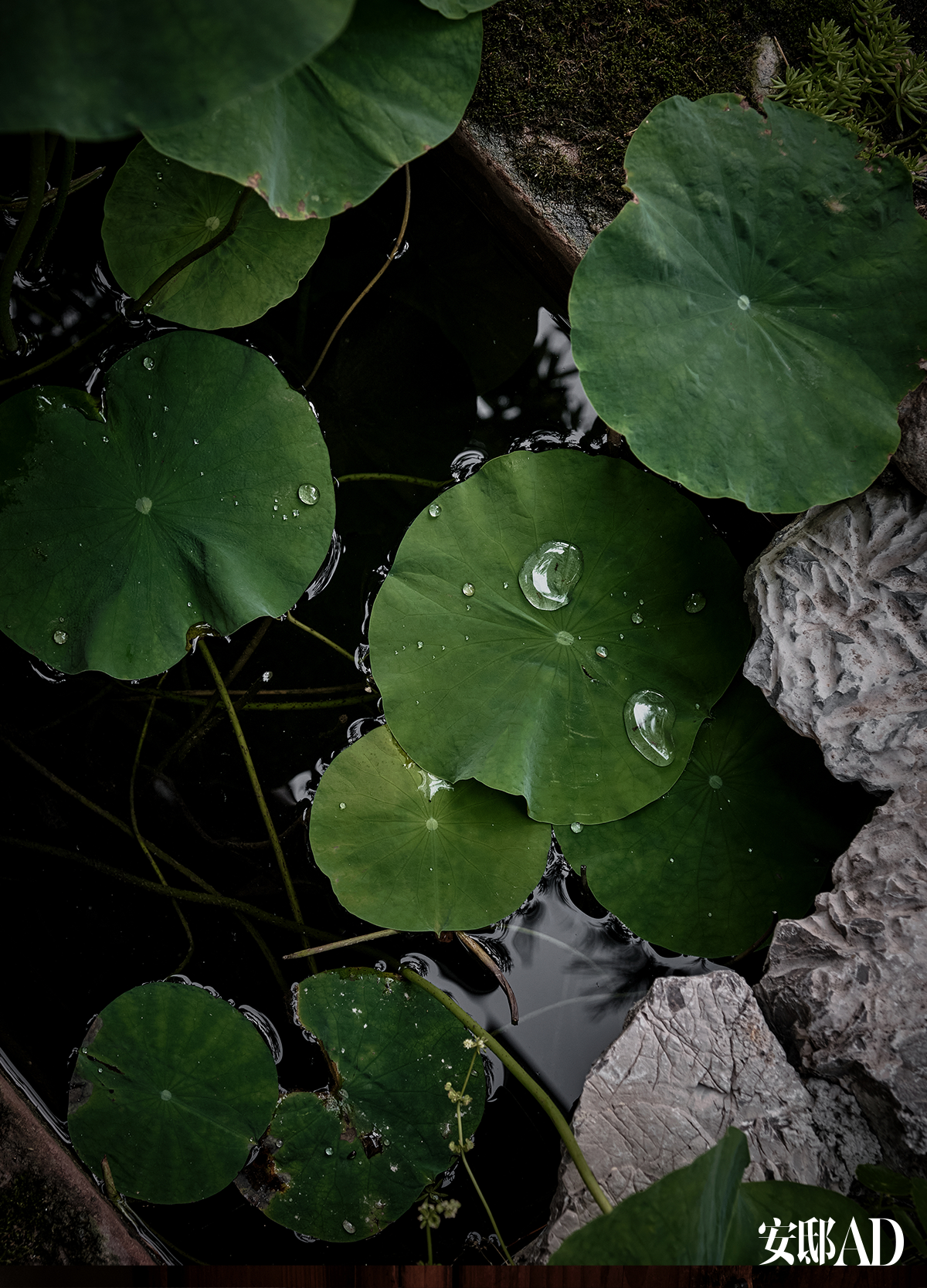 上海浦东诗意私家园庭丨中国上海丨徐文治-24