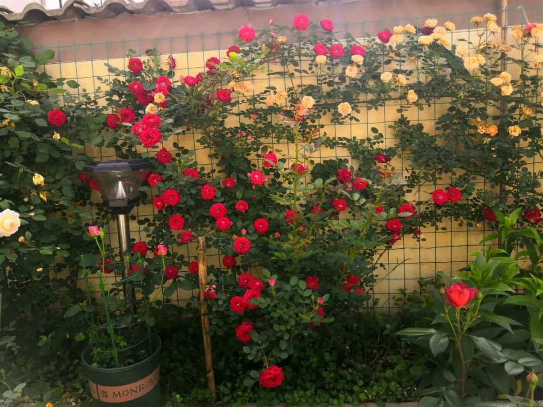 大叔也爱养花，3天造出个小花园，一分钱没花！-69