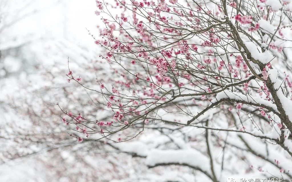 园林文化——寓意解析 | 四君子、花王与雪中四友-8