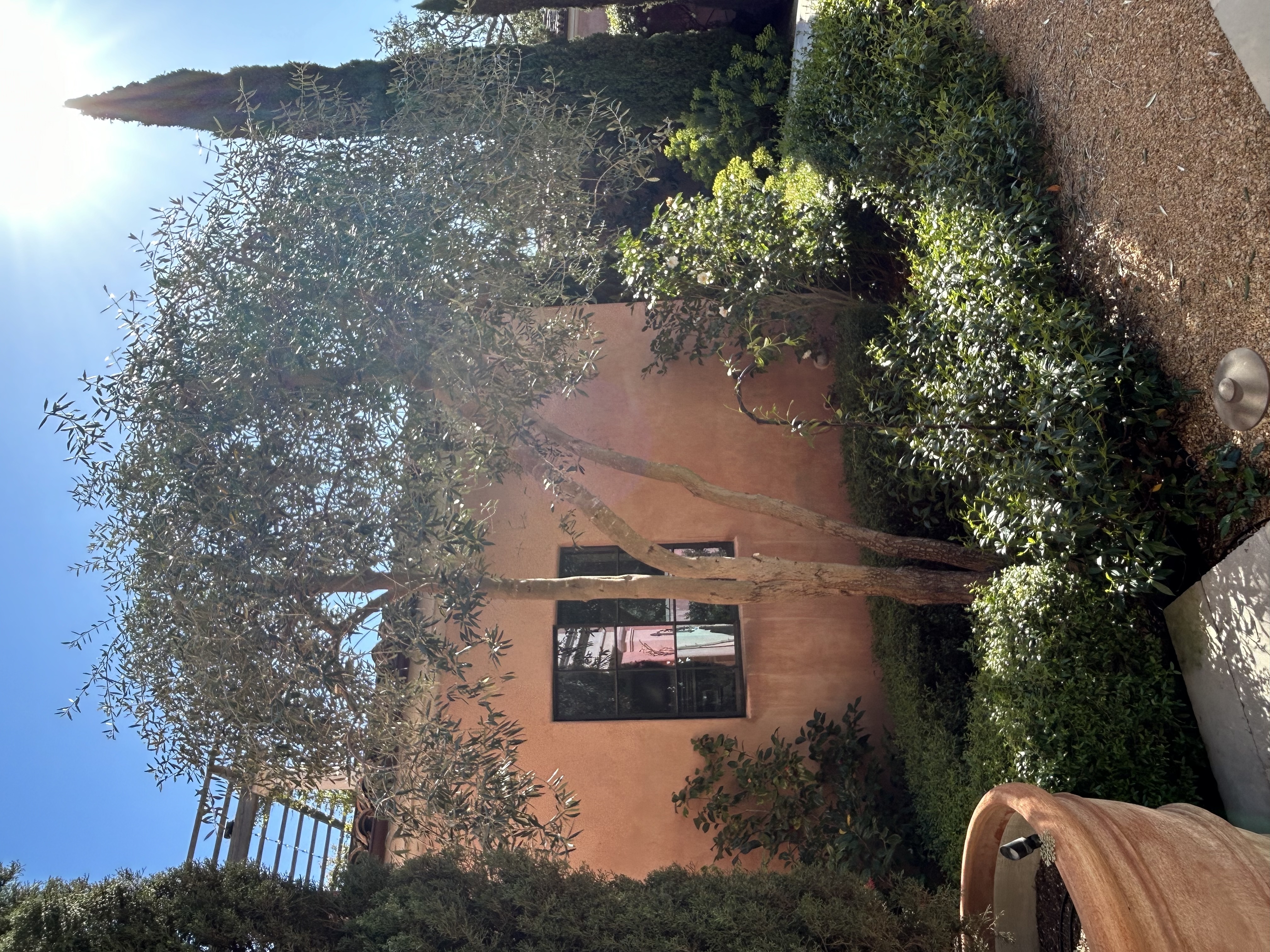 橄榄树修剪以改善厨房采光及树干线条-5