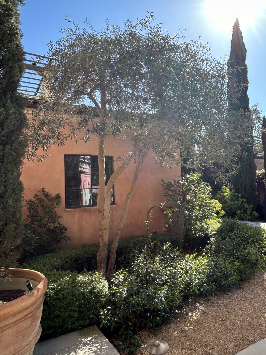 橄榄树修剪以改善厨房采光及树干线条-5