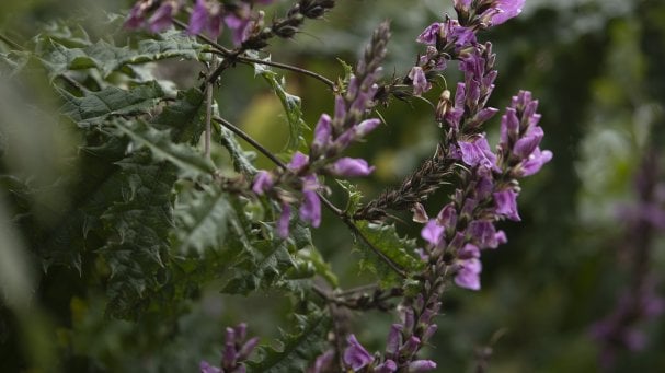 The Ellen DeGeneres Campus of the Dian Fossey Gorilla Fund | MASS Design Group-76