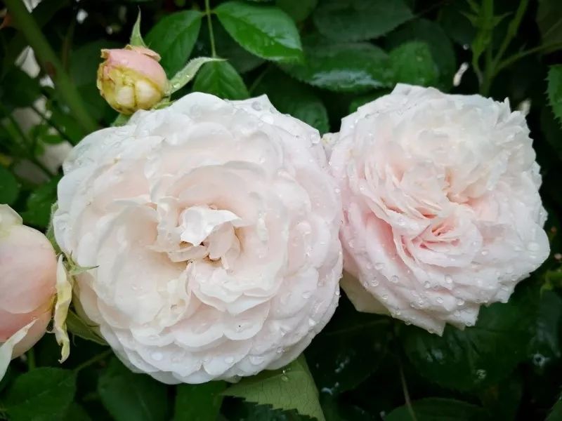 不惑之年，他自己动手建了一座楼顶花园，养花种菜喂鱼……-102