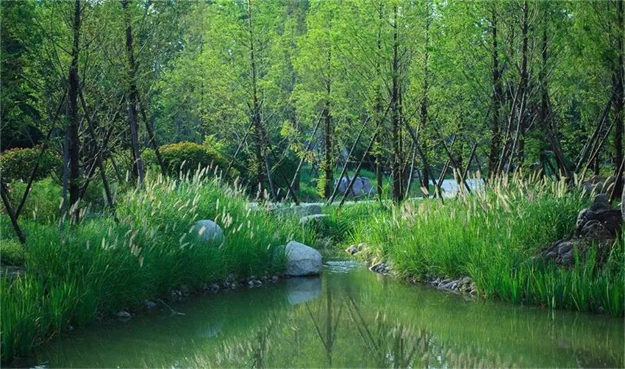 边界植物在景观设计中的妙用-75