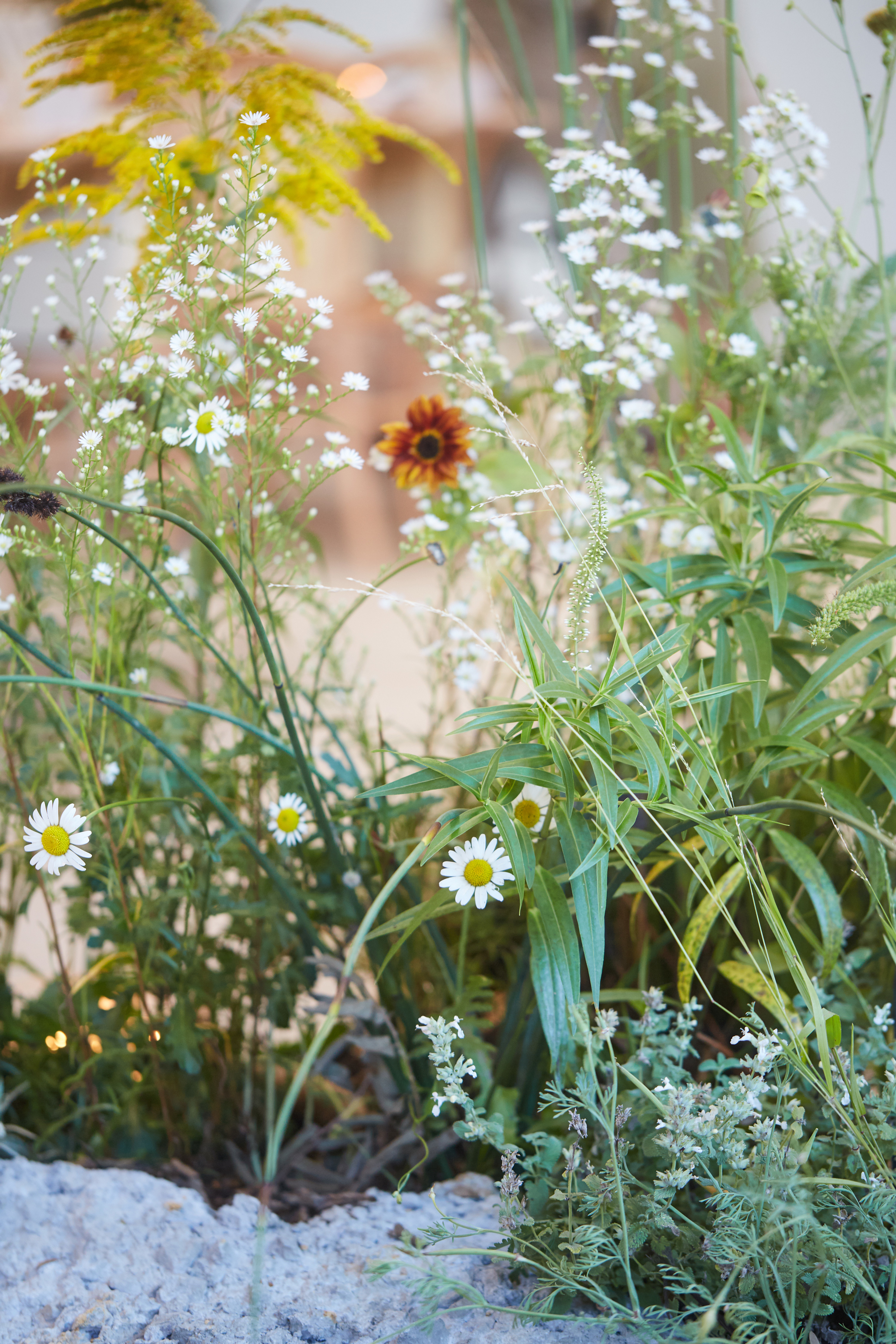 丨新西兰奥克兰丨Xanthe White Design-5