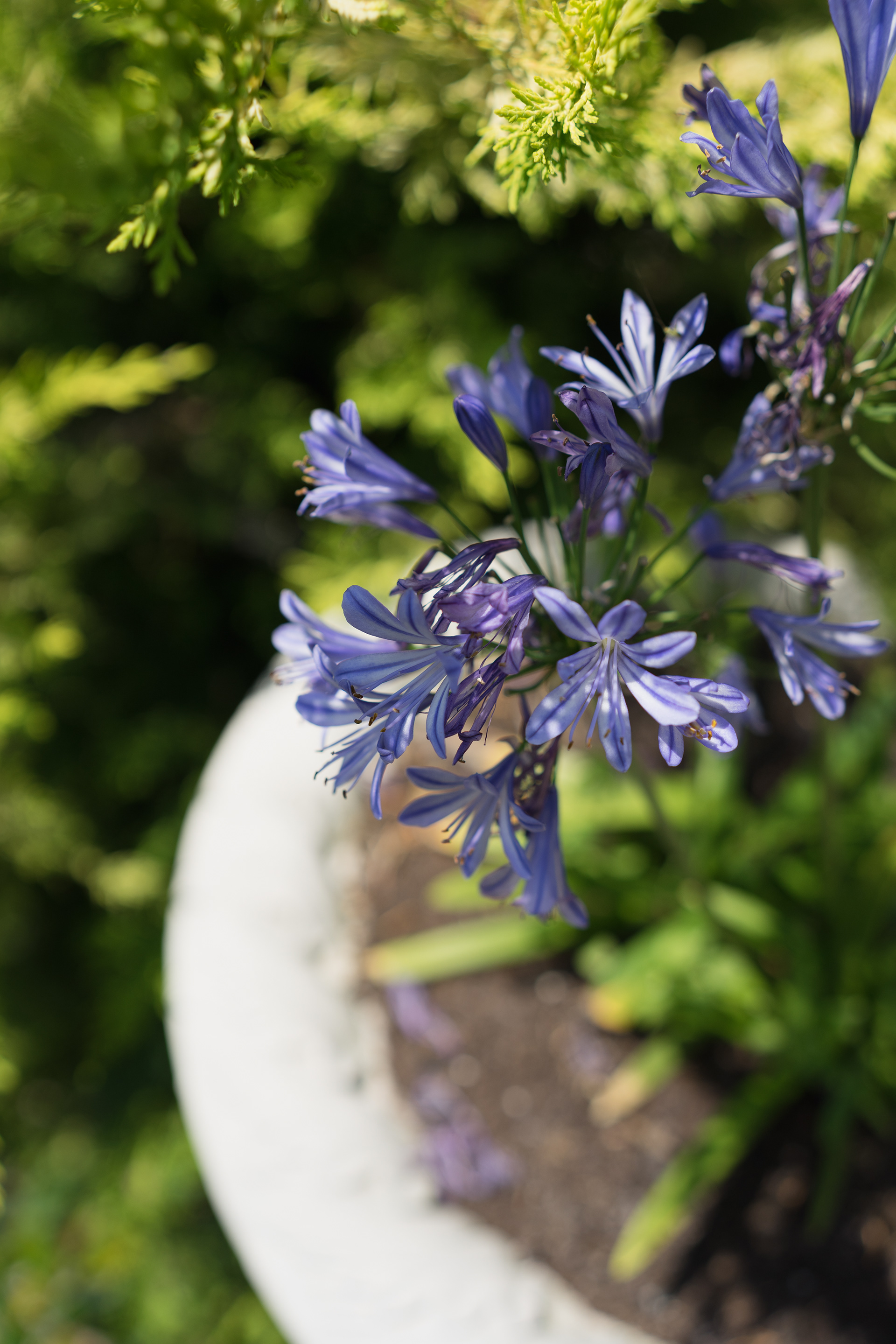 神之英语家居与花园丨加拿大维多利亚丨Marika Zaradzka-10