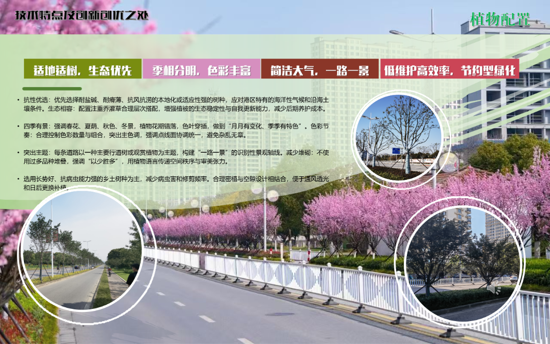 2024年度院优项目|嘉兴港区中央活力区道路景观设计实践——滨海盐碱地生态修复与城市美学融合的典范之作-22