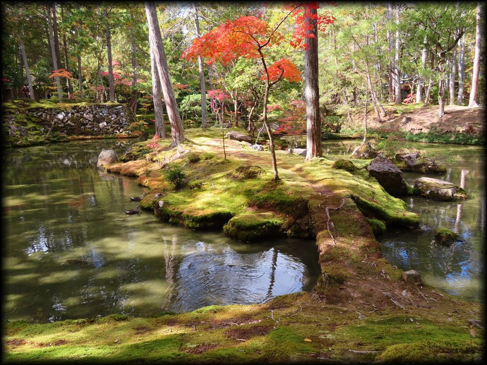 苔寺（西芳寺）的苔庭（黄金池,金刚池）丨日本京都丨梦窗疎石-47