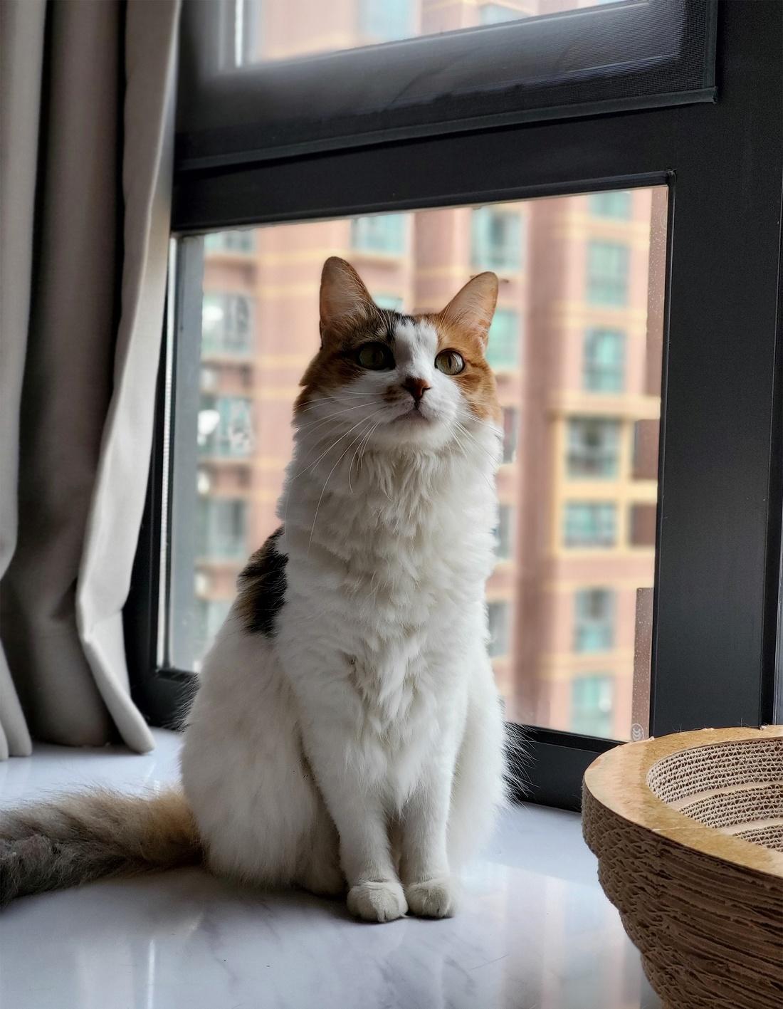 喵星人的简约温馨小窝-56